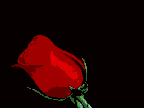 rose1.gif (10064 bytes)